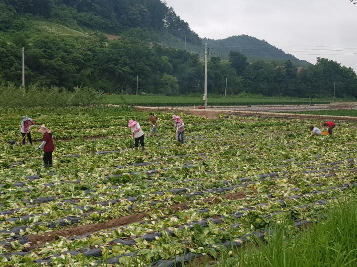 꾸미기_석보면 주민들이 배추를 수확하고 있다.jpg